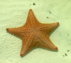 Drago and Starfish Beach